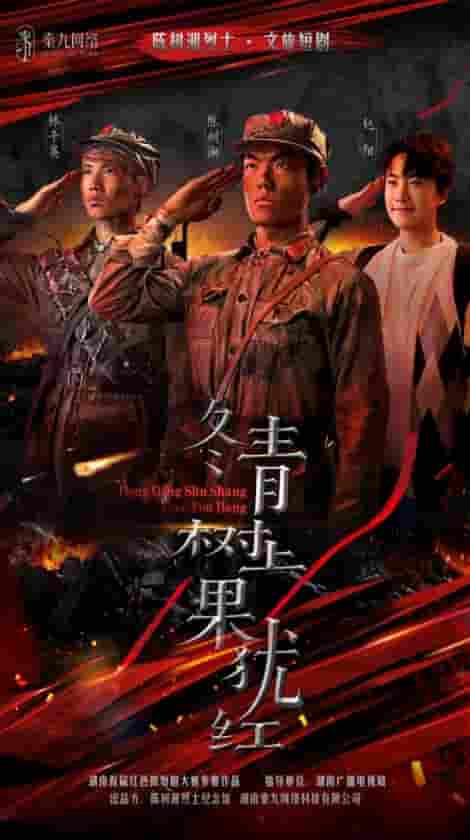 短剧《冬青树上果犹红》 完整版高清短剧免费看，在线全集任你选